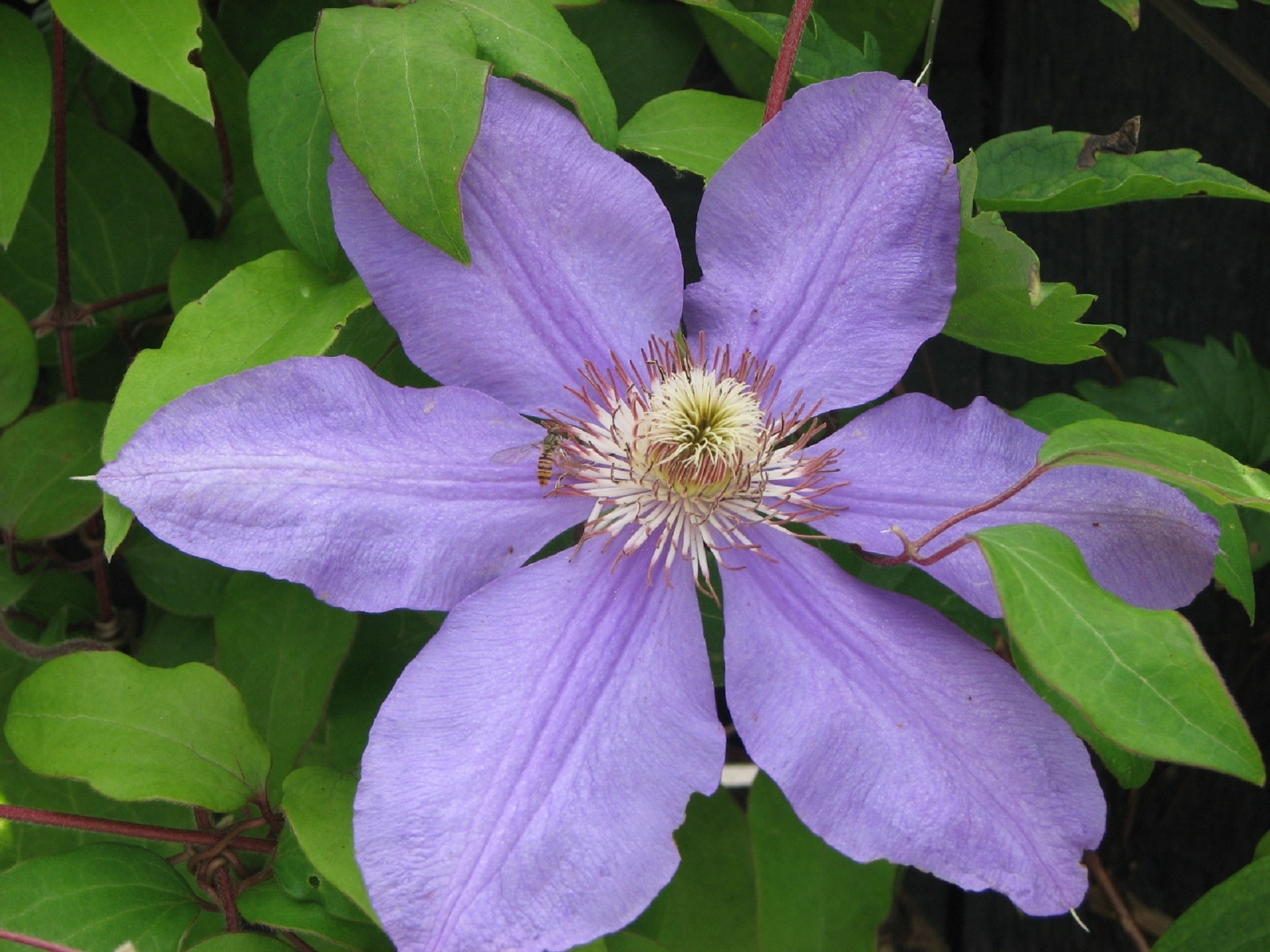 close up of purple petal flower plant
