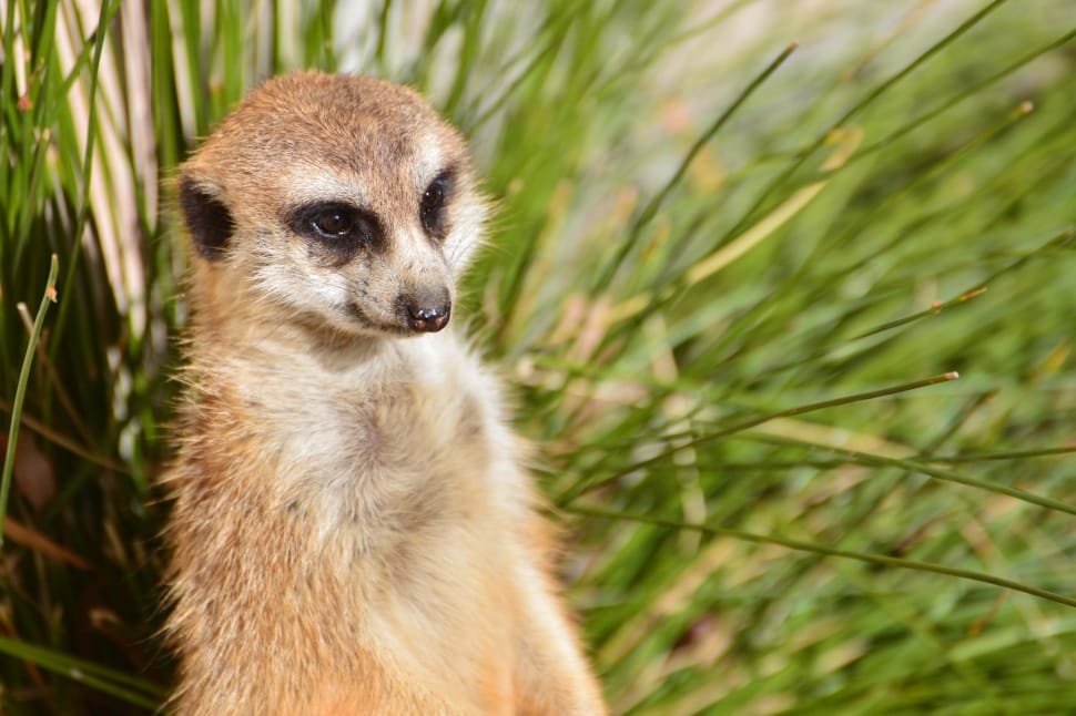meerkat animal preview