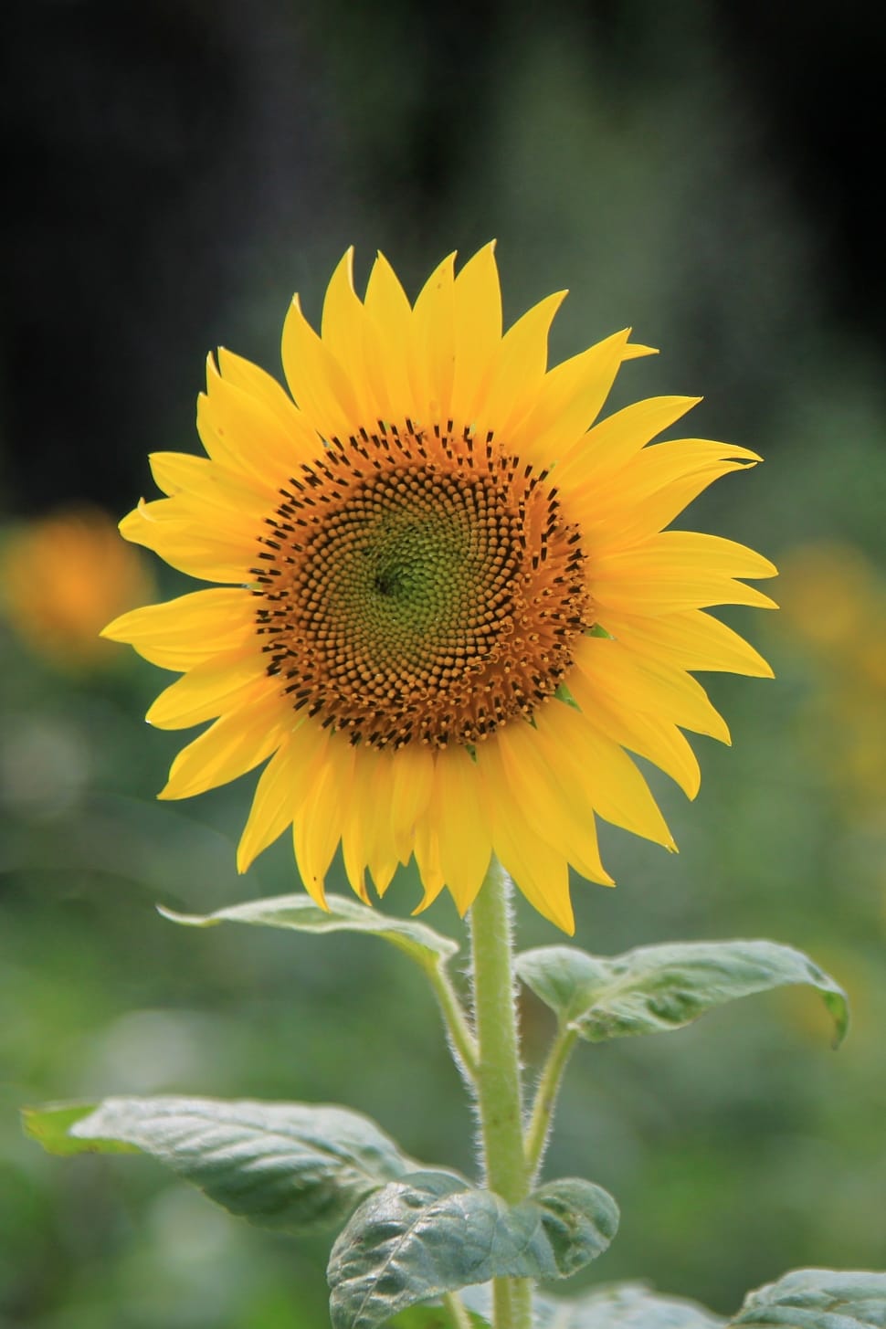 photo of Sunflower during daytime preview