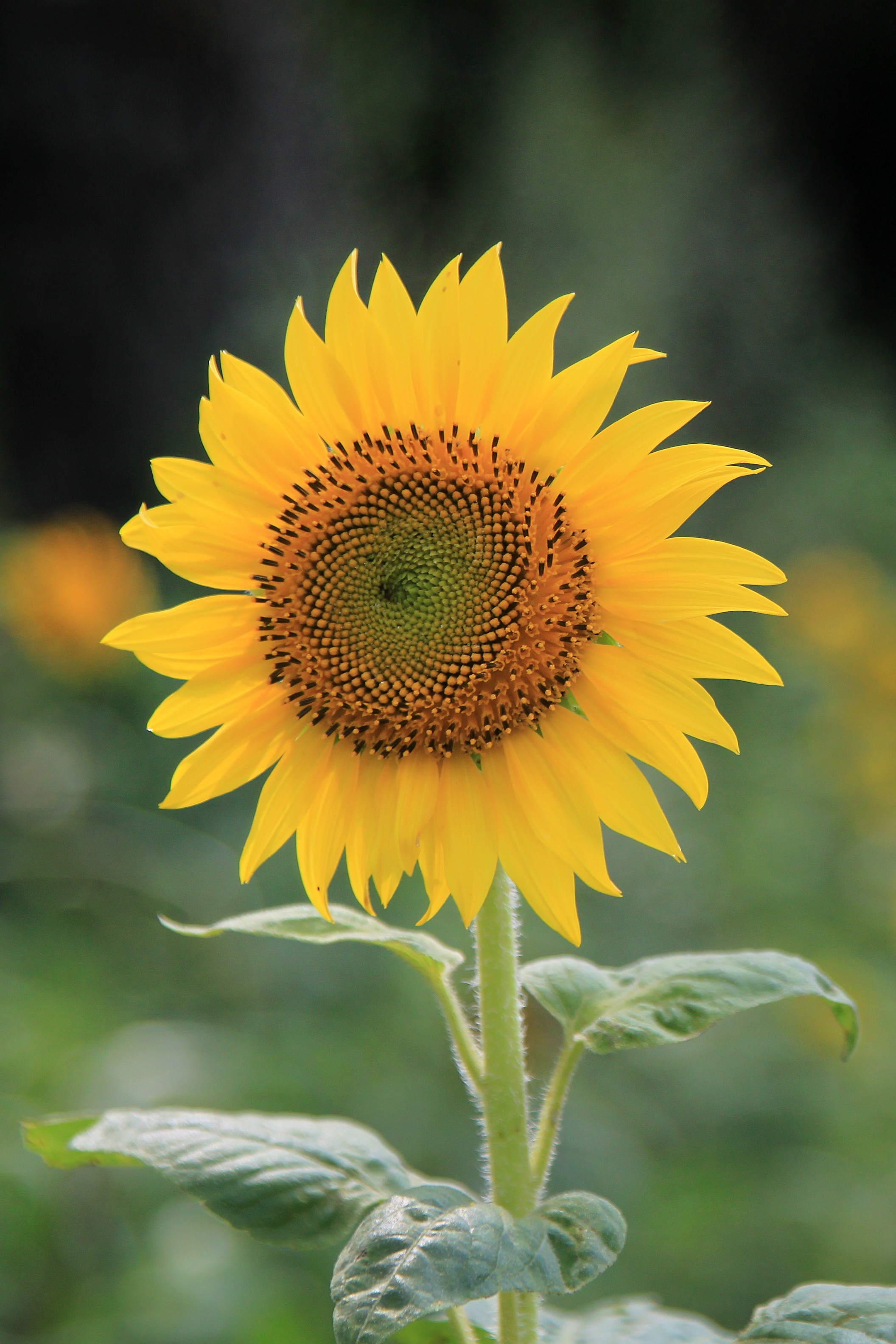 photo of Sunflower during daytime