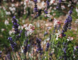 lavender and white petal flowers thumbnail