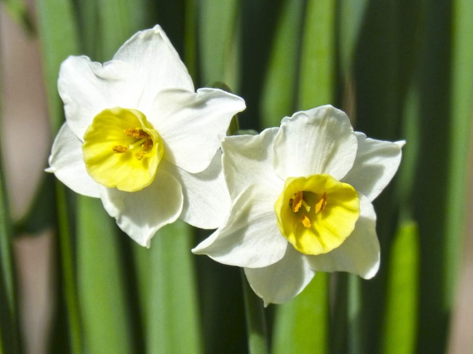 white daffodil flower preview