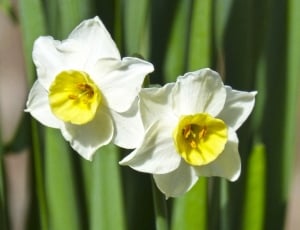 white daffodil flower thumbnail