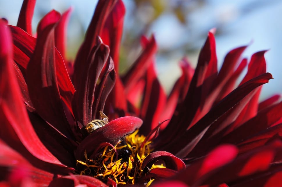 red dahlia flower preview