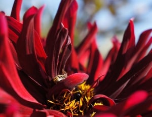 red dahlia flower thumbnail
