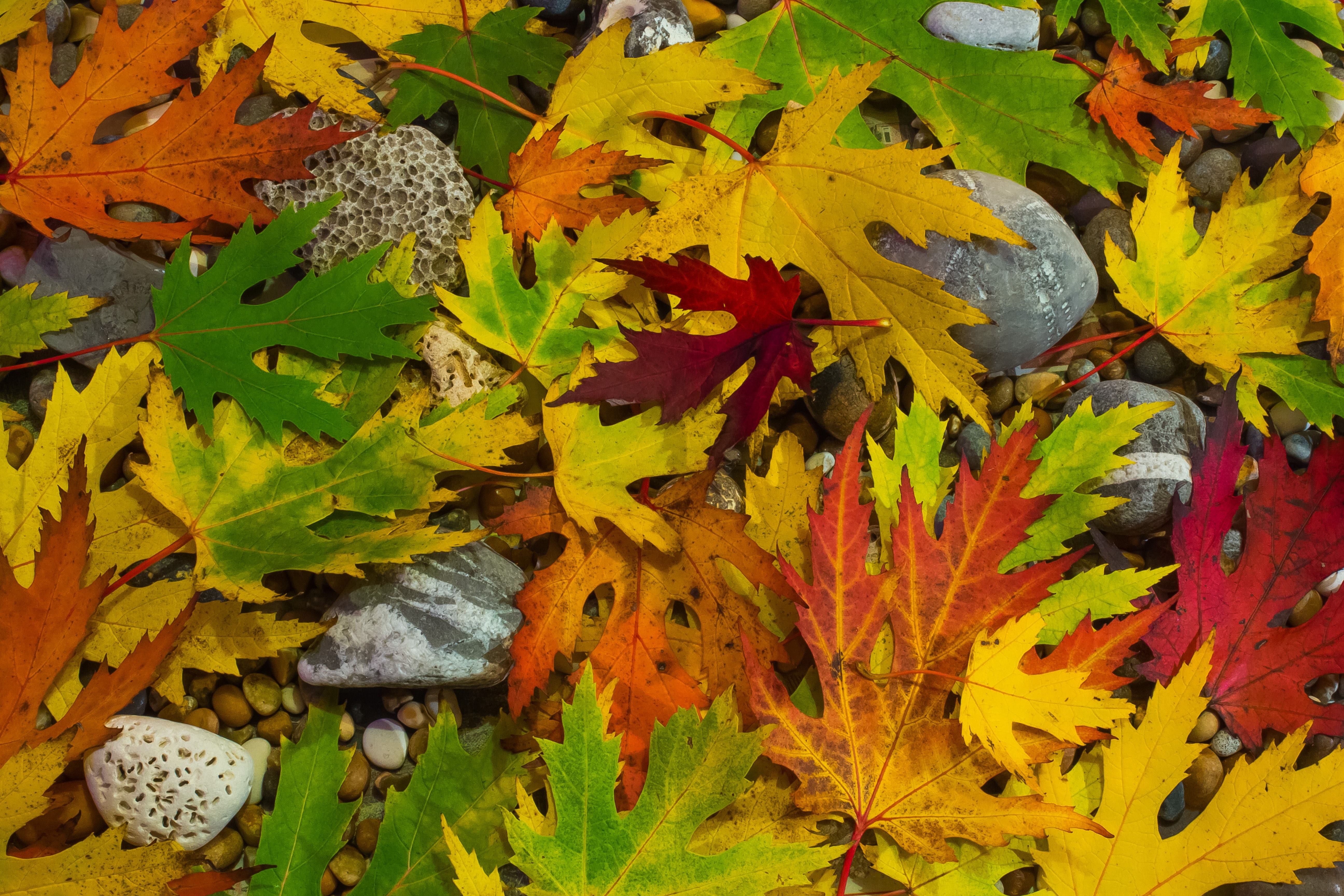 яркие осенние листья фото