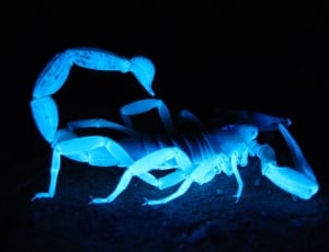Giant Hairy Scorpion, Fluorescent, Dark, blue, illuminated thumbnail