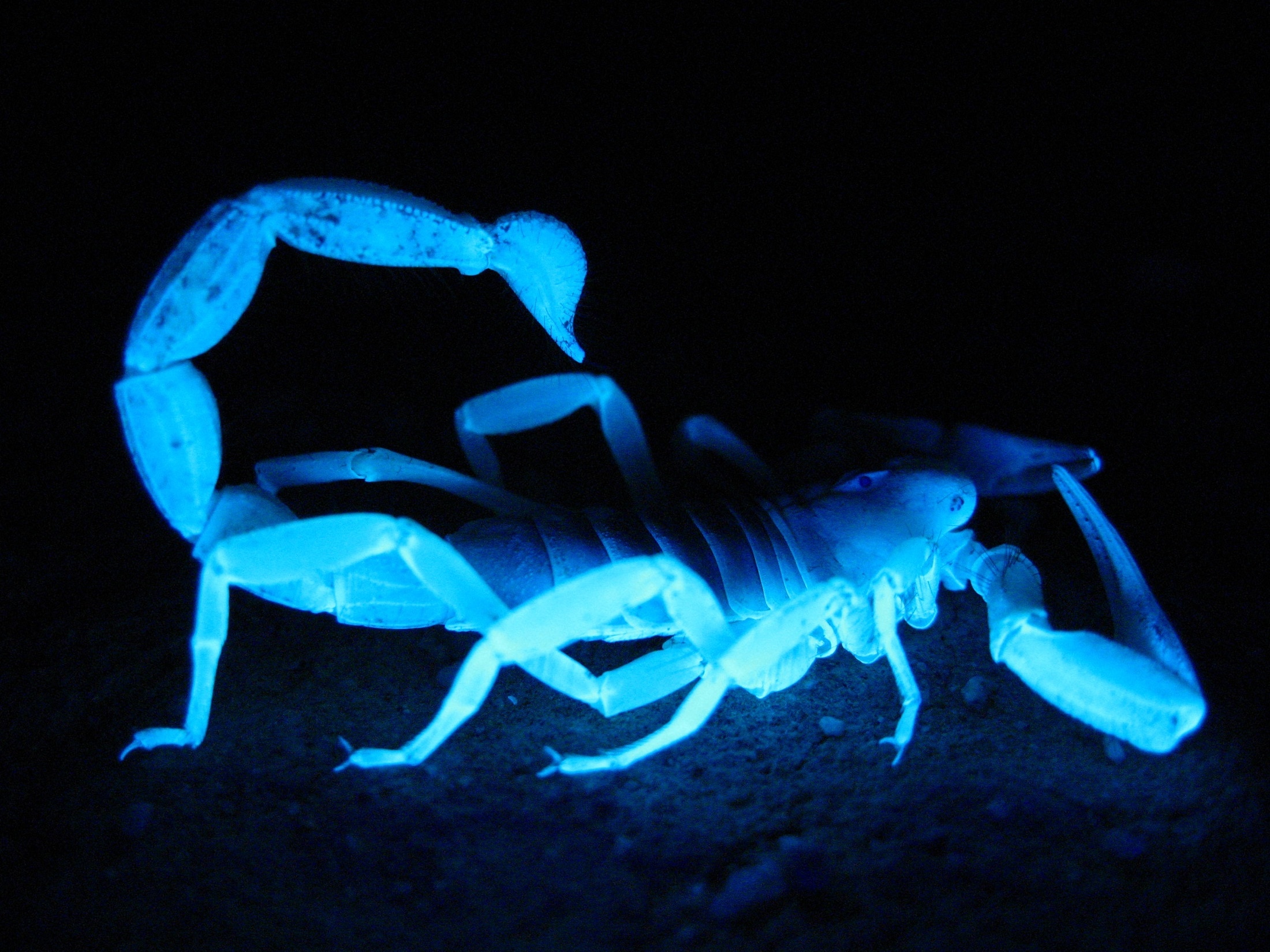 Giant Hairy Scorpion, Fluorescent, Dark, blue, illuminated