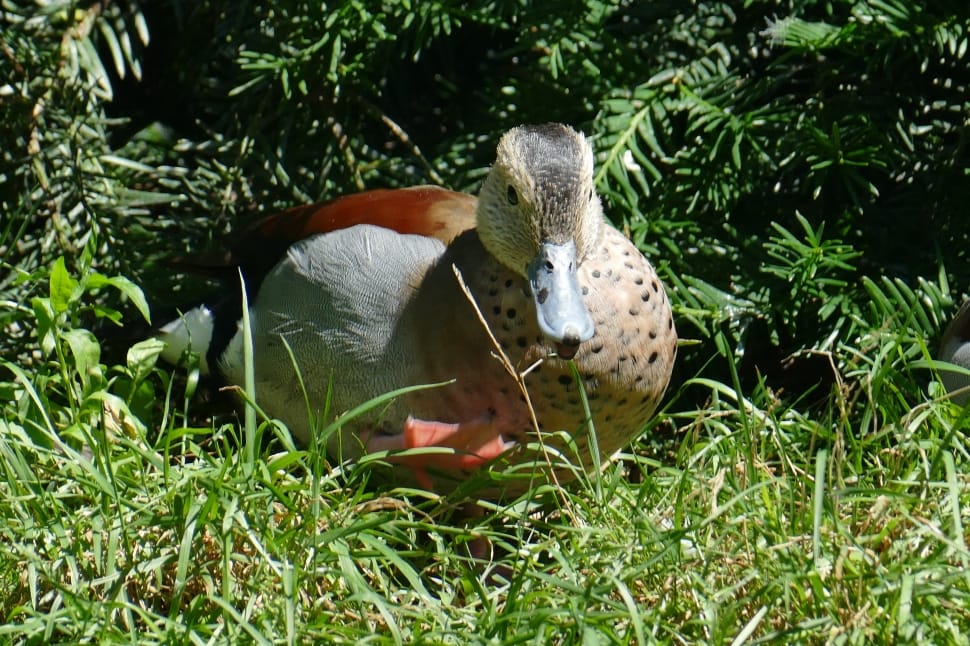 female mallard duck preview