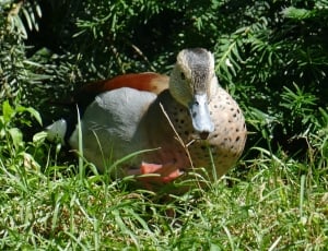 female mallard duck thumbnail