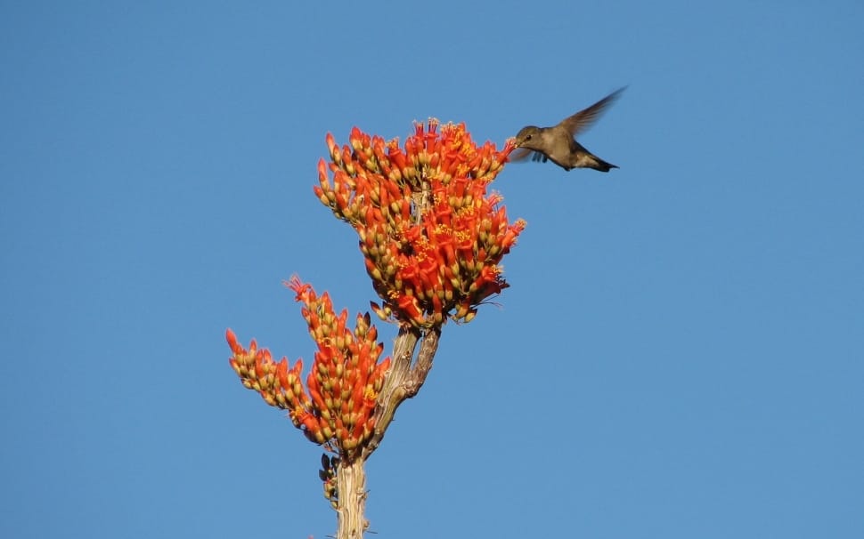 Flower, Hummingbird, Bird, Ocotillo, blue, one animal preview