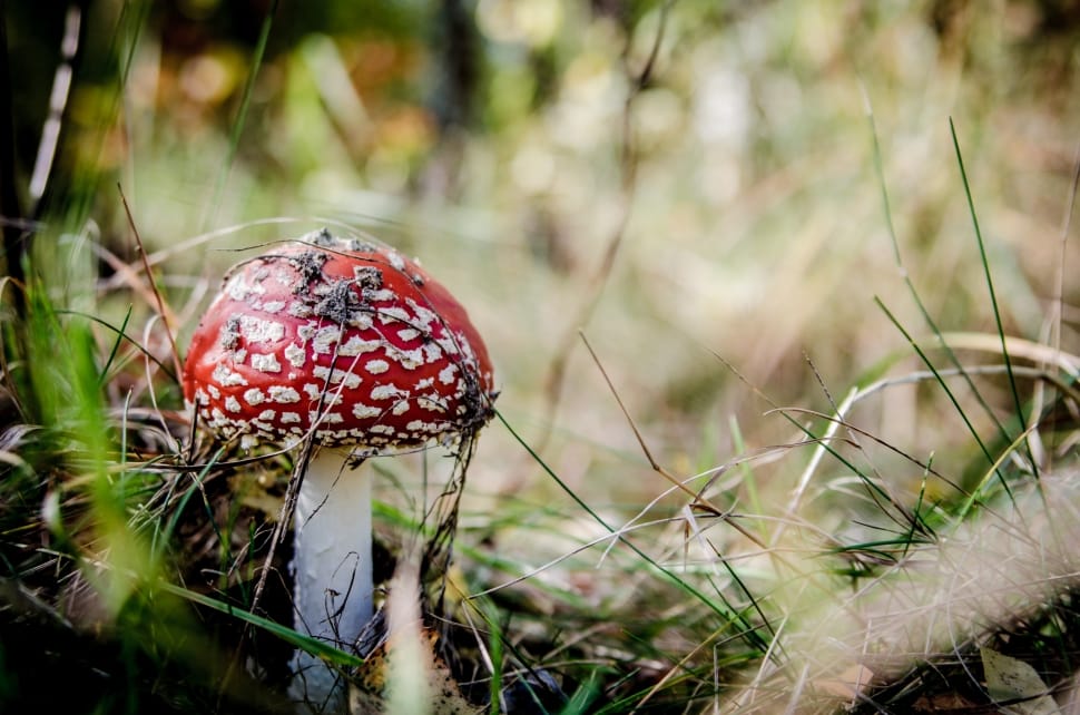 selective focus photography of red and white mushroom on grass field preview