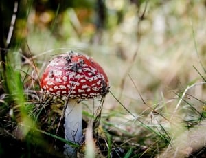 selective focus photography of red and white mushroom on grass field thumbnail