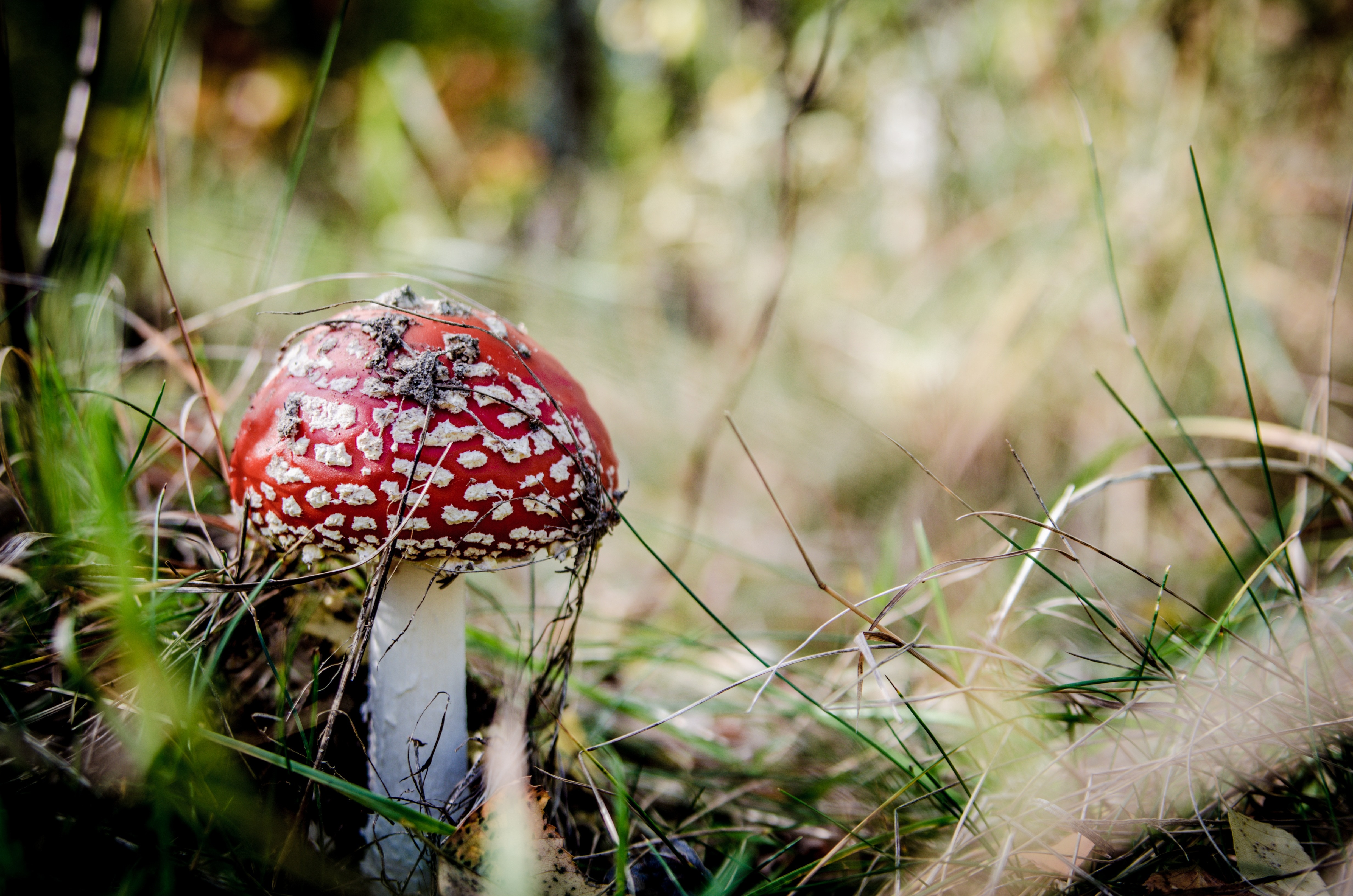selective focus photography of red and white mushroom on grass field