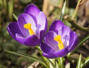 two purple 6-petaled flowers thumbnail