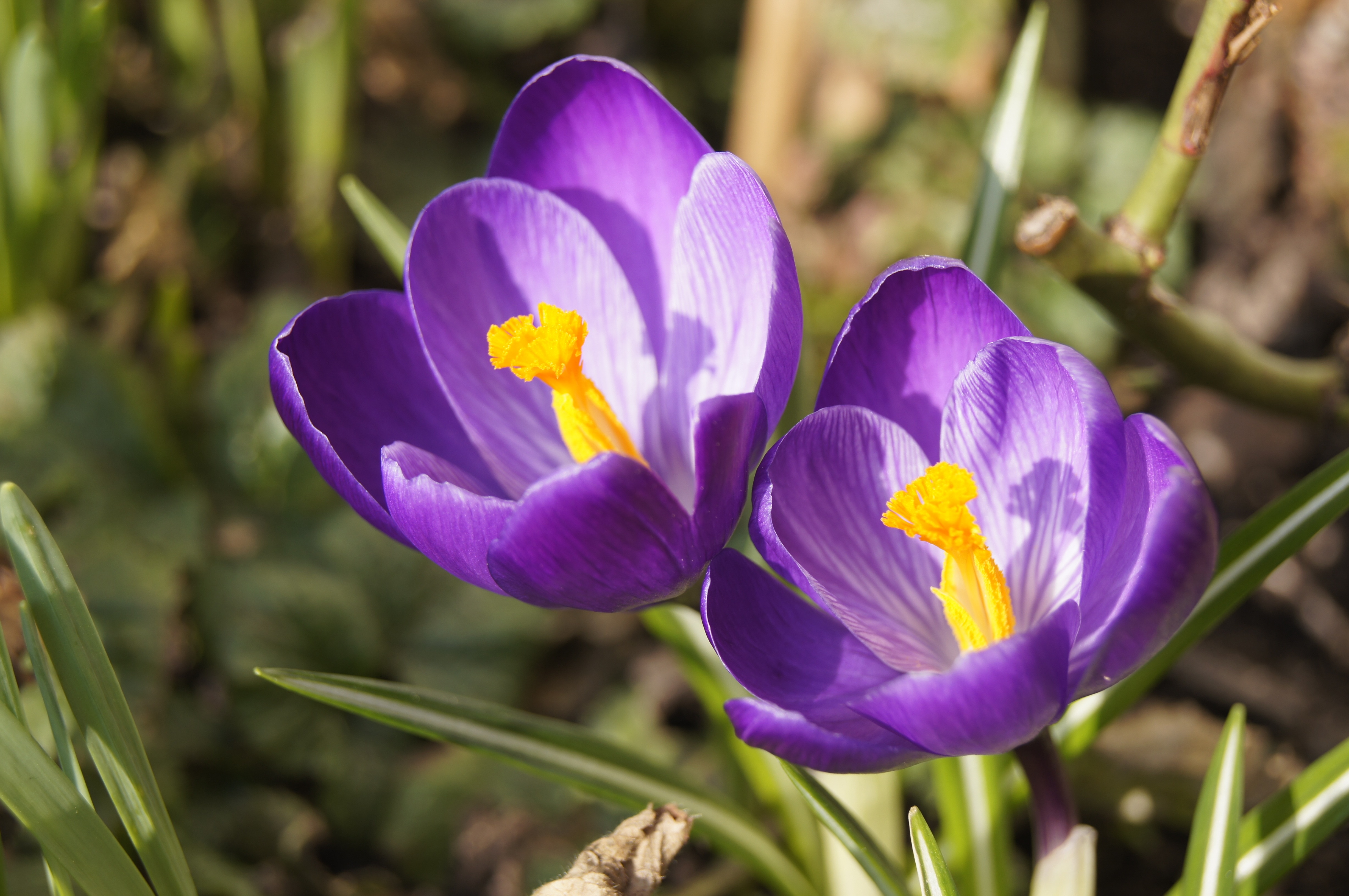 two purple 6-petaled flowers