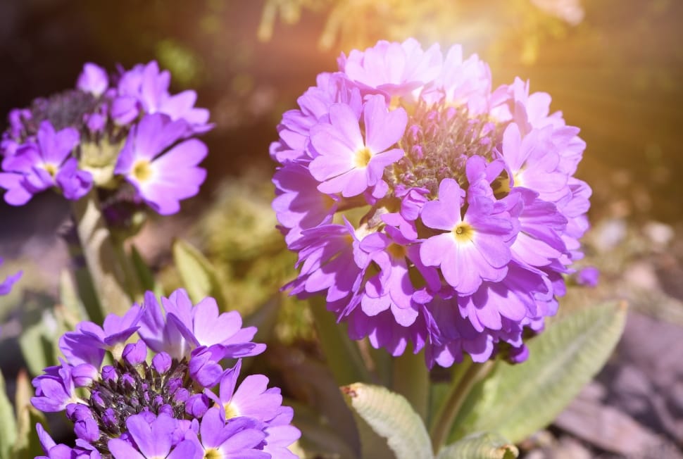 Flower, Plant, Drumstick, Primrose, flower, purple preview