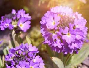 Flower, Plant, Drumstick, Primrose, flower, purple thumbnail