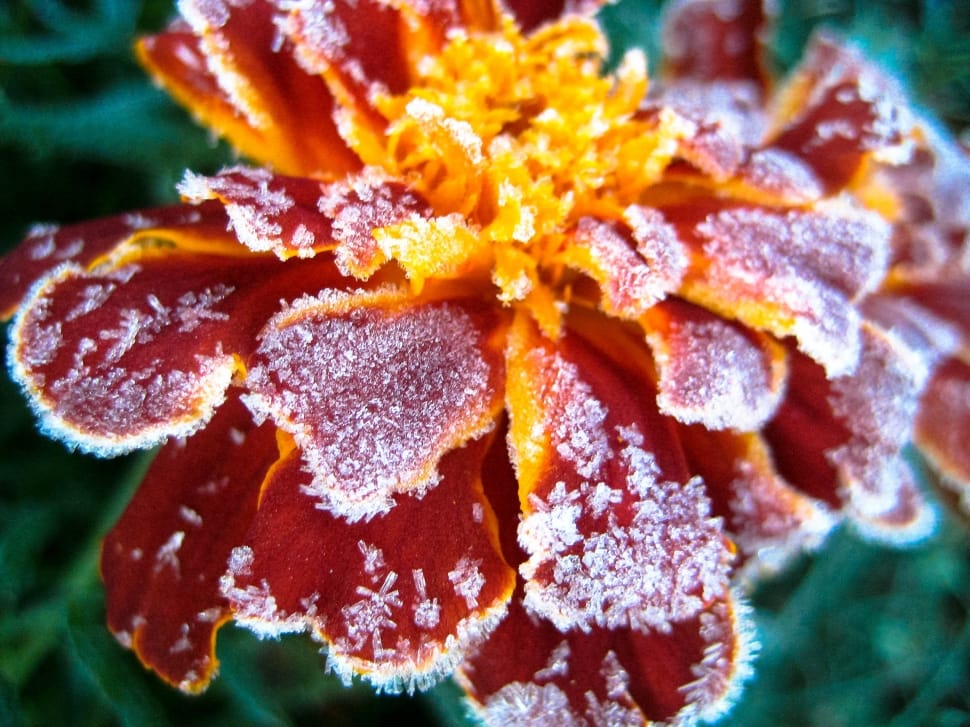 Flower, Frost, Red, Green, Plant, close-up, flower preview