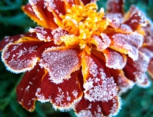 Flower, Frost, Red, Green, Plant, close-up, flower thumbnail