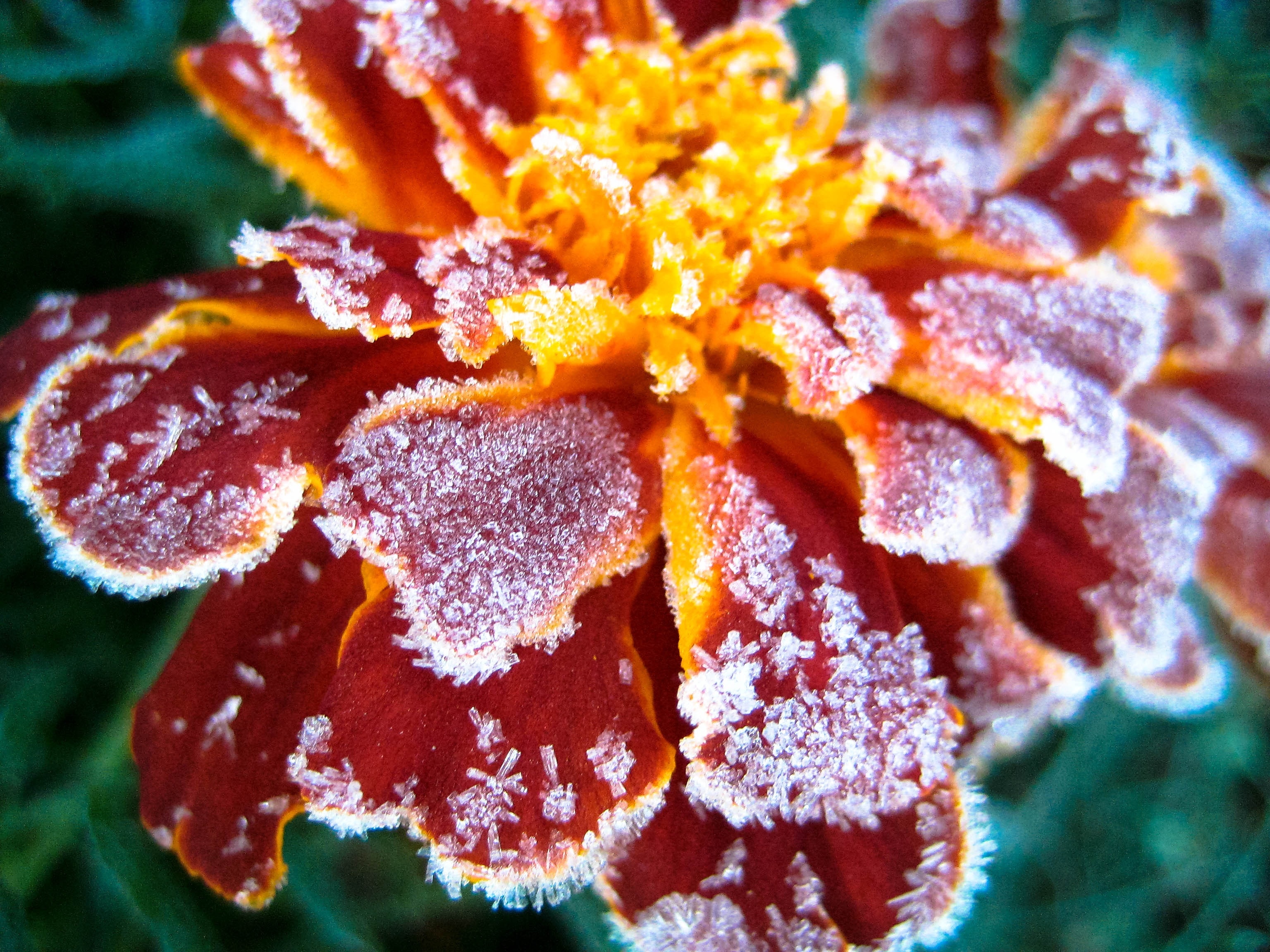 Flower, Frost, Red, Green, Plant, close-up, flower