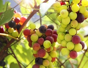 Winegrowing, Wine, Vine, Blue, Grapes, fruit, food and drink thumbnail