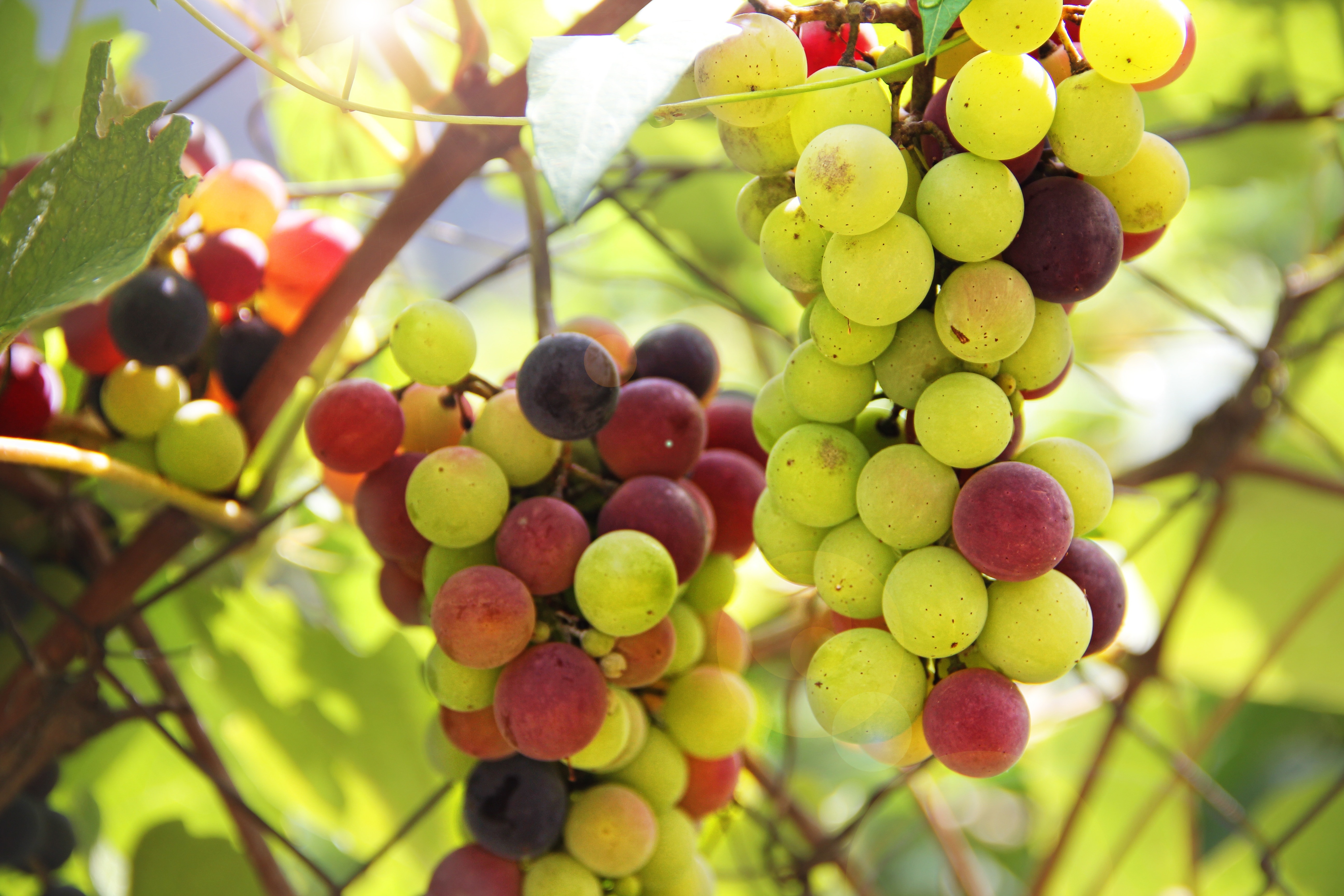 Winegrowing, Wine, Vine, Blue, Grapes, fruit, food and drink