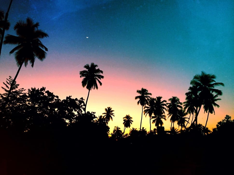 tree, plant, nature, sky, palm tree, tree preview