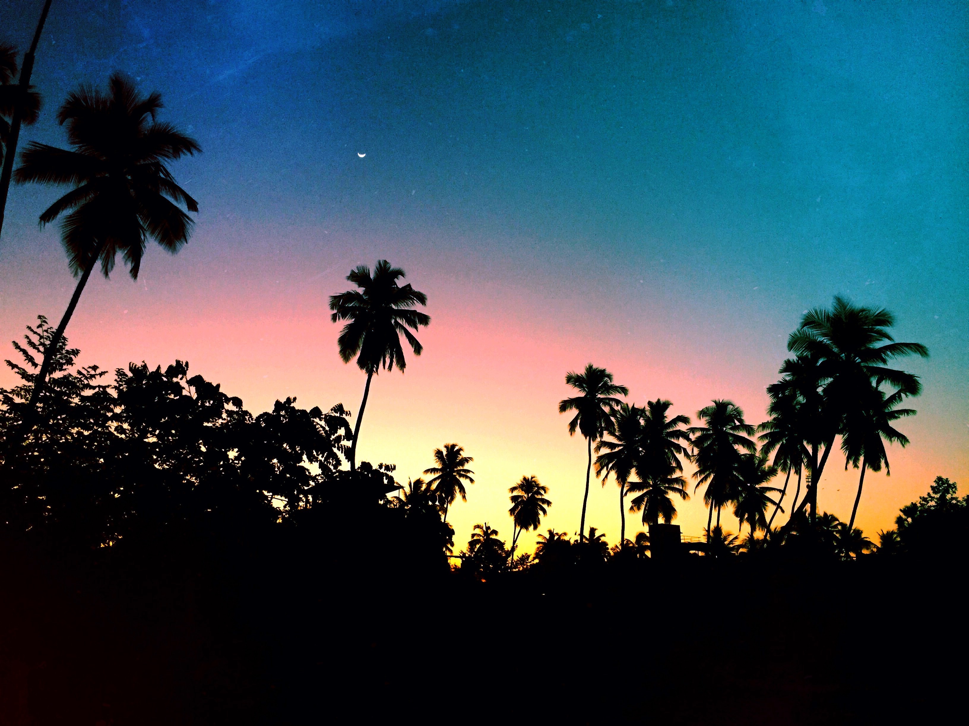tree, plant, nature, sky, palm tree, tree