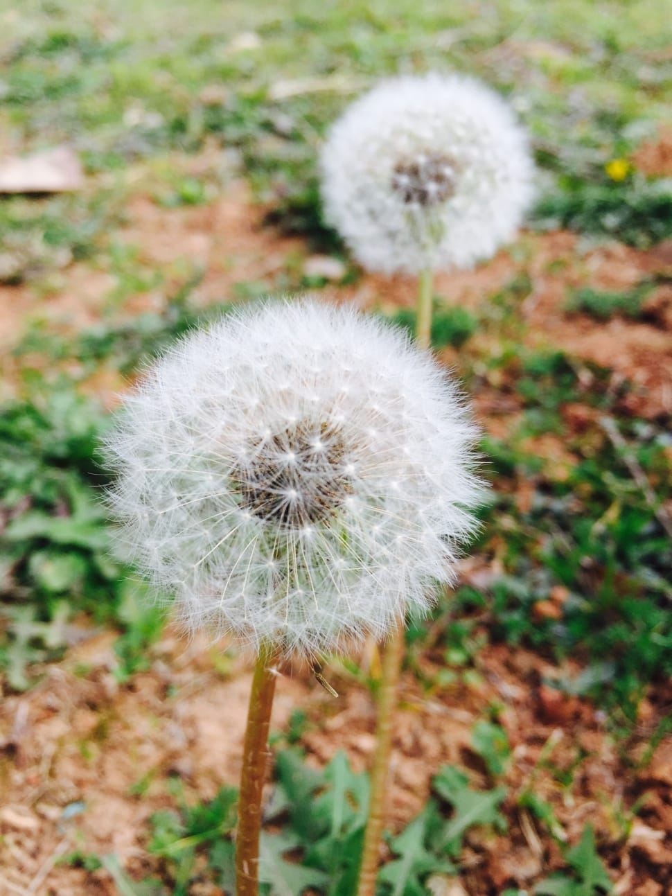 selective focus photo of two dandelions preview