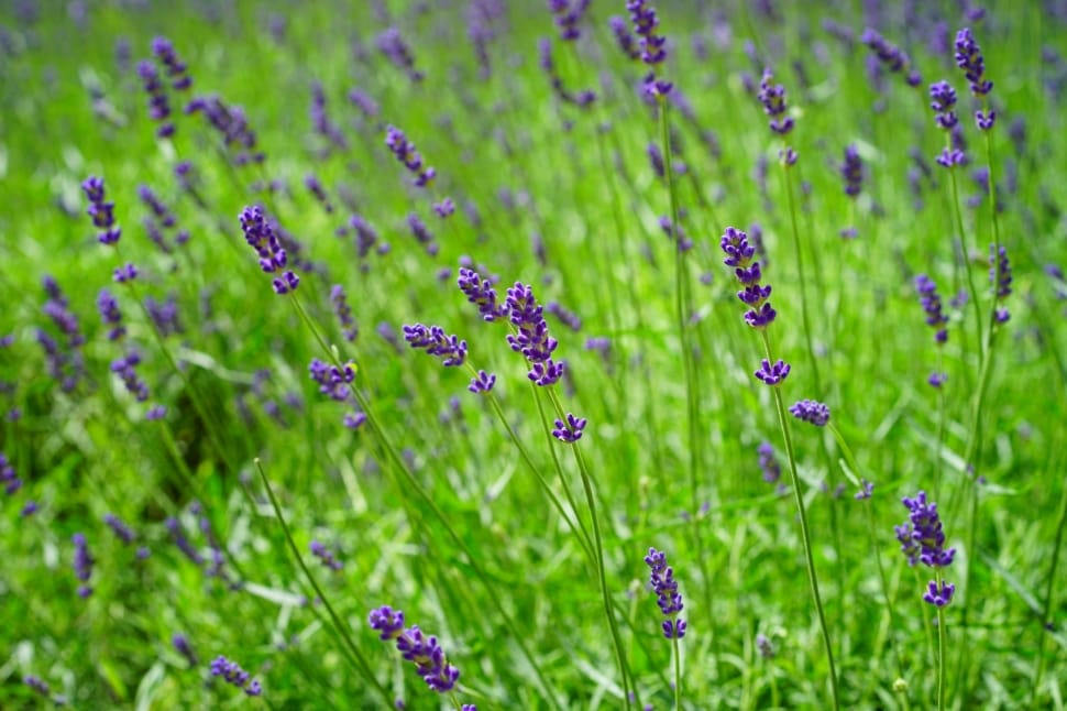 photo of lavender flowers during daytime preview