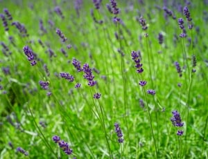 photo of lavender flowers during daytime thumbnail