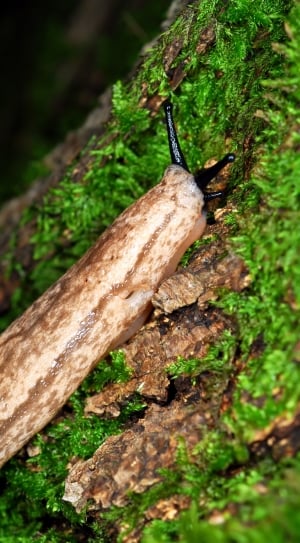 black and brown slug thumbnail