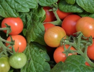 red and green tomatoes thumbnail