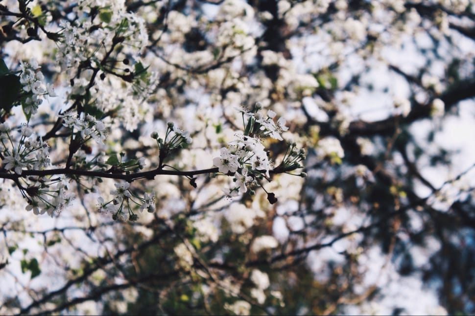 flower, white, petal, bloom, tree, branch preview