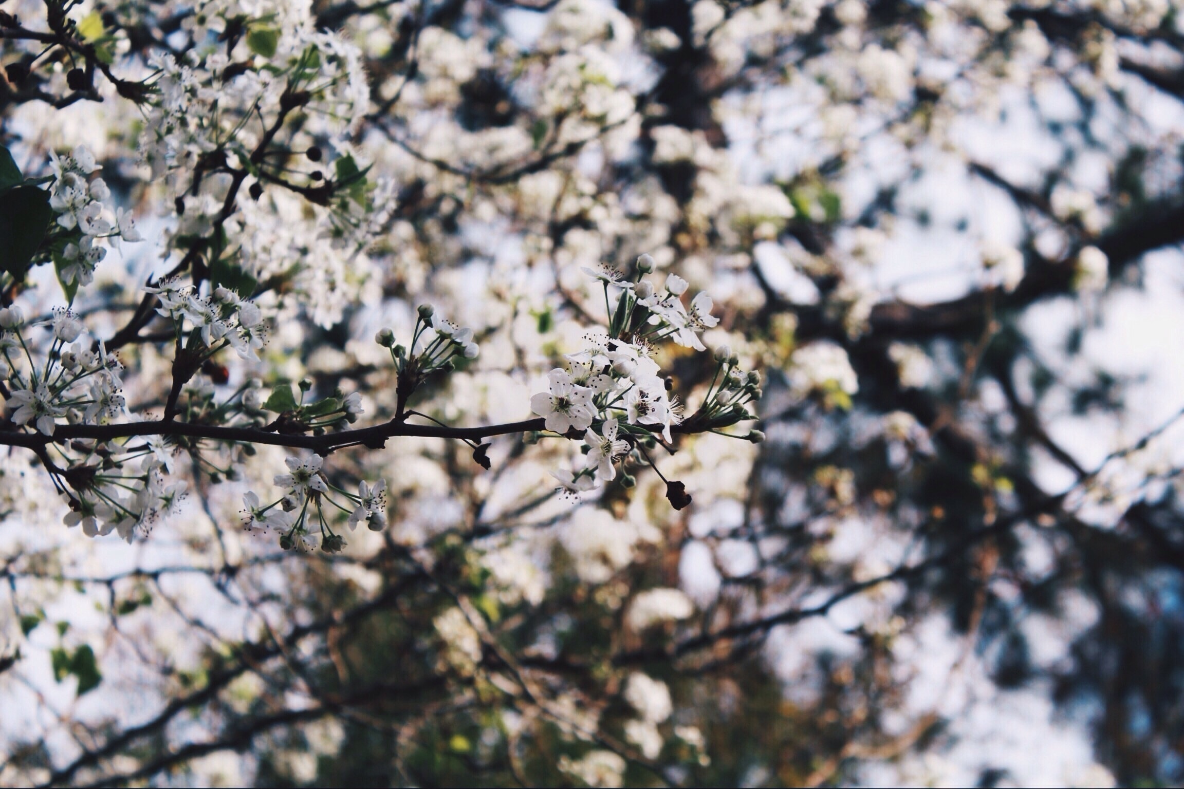 flower, white, petal, bloom, tree, branch