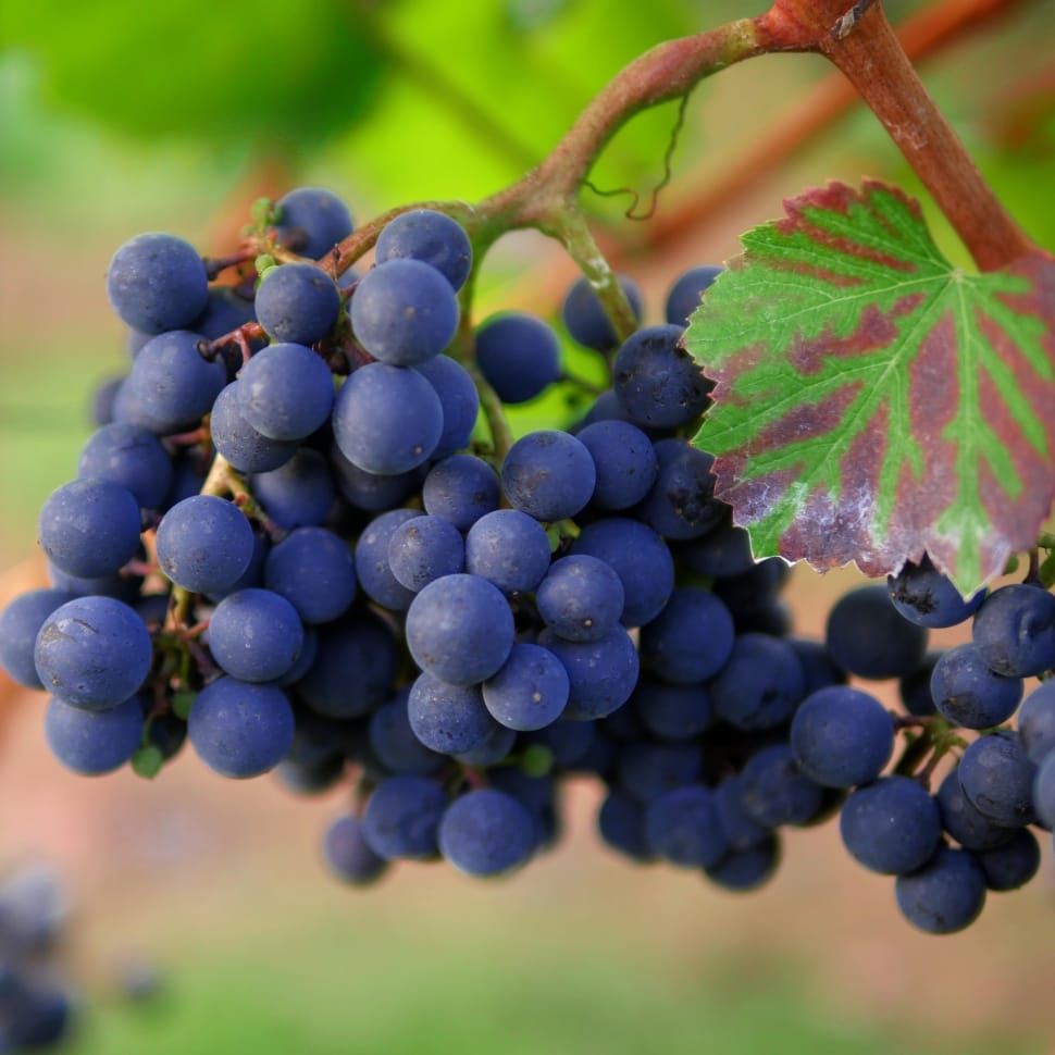 grape fruits preview