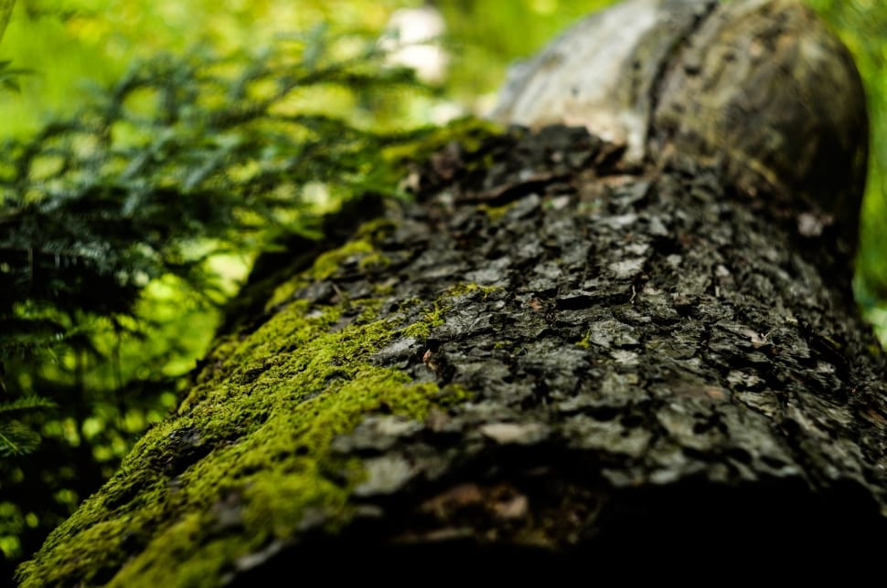 green moss on black and brown wood preview