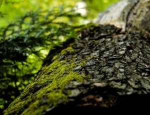 green moss on black and brown wood thumbnail