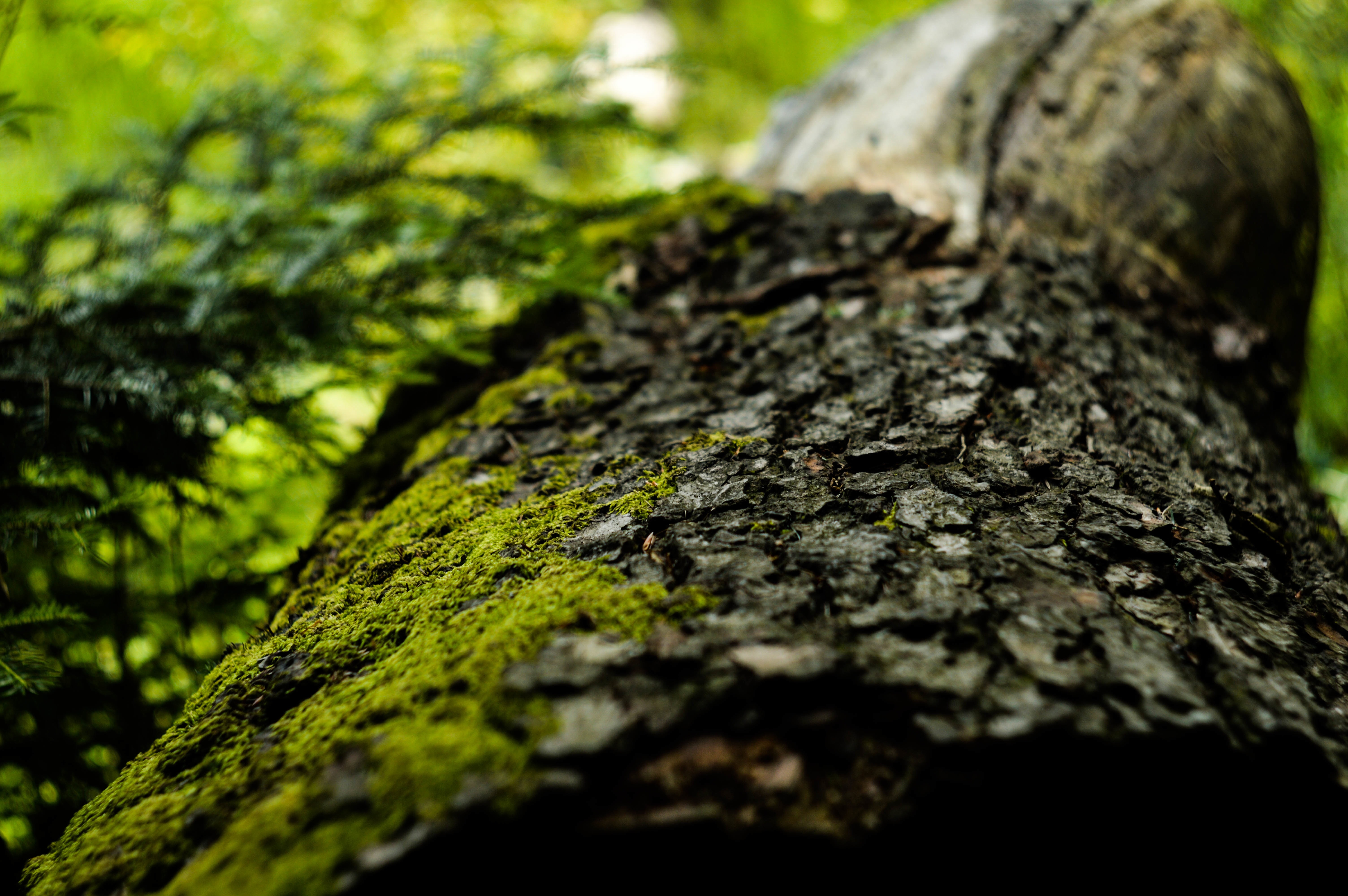 green moss on black and brown wood