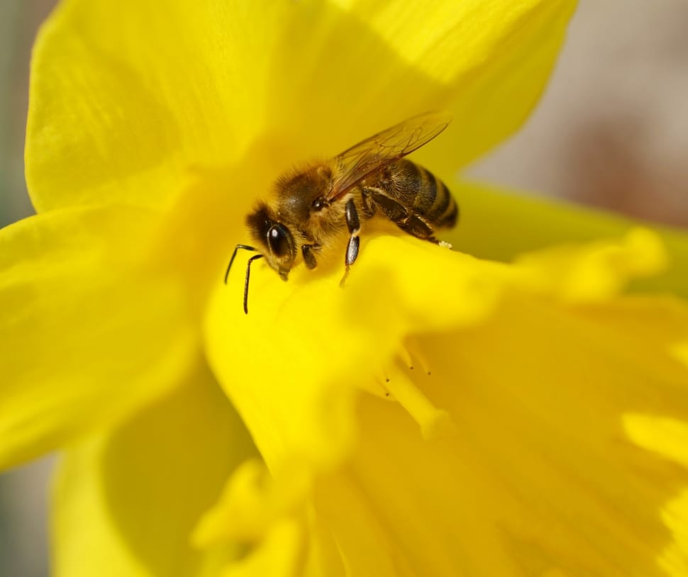 Insect, Yellow, Bee, Macro, Daffodil, flower, insect preview