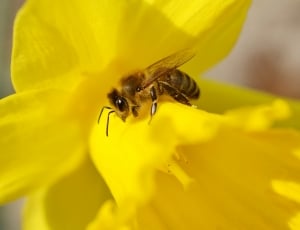 Insect, Yellow, Bee, Macro, Daffodil, flower, insect thumbnail