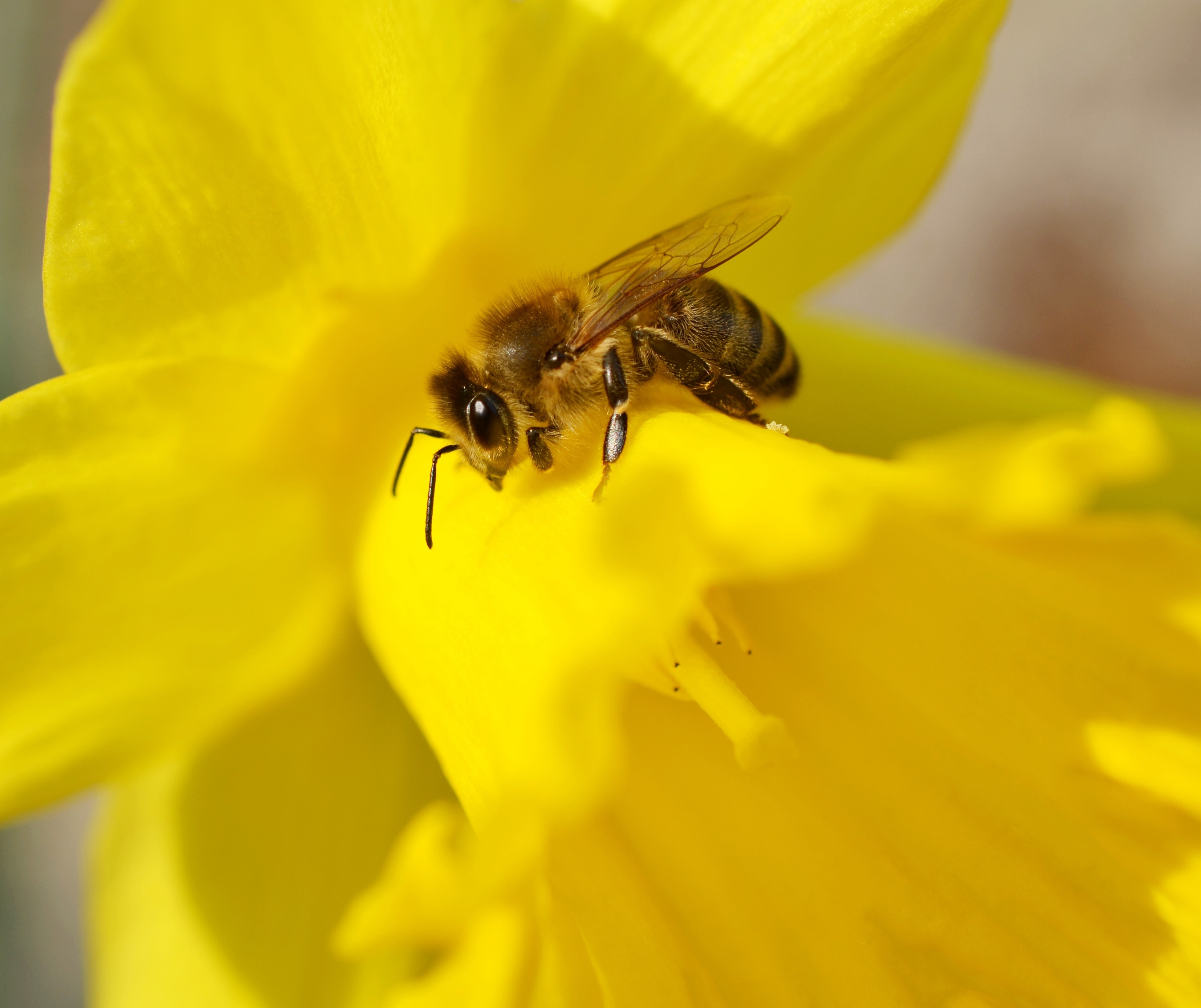 Insect, Yellow, Bee, Macro, Daffodil, flower, insect