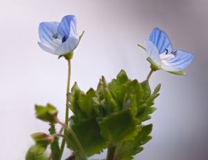 blue and white 5 petal flowers thumbnail