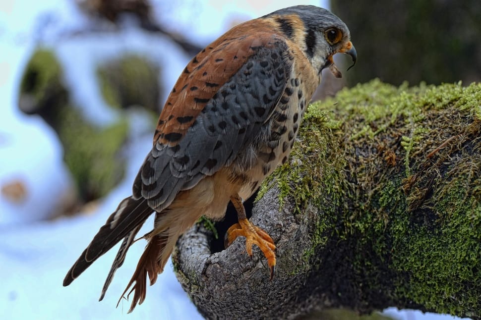 Raptor, Falcon, Bund Hawk, Falconry, bird, animal wildlife preview