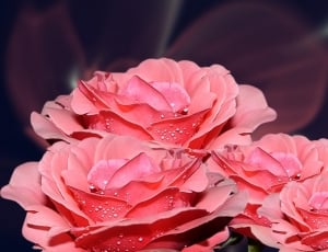 4 pink flowers thumbnail