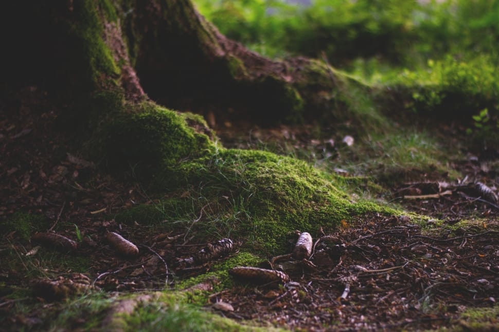 Forest, Forest Floor, Moss, Nature, nature, forest preview