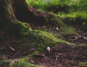 Forest, Forest Floor, Moss, Nature, nature, forest thumbnail