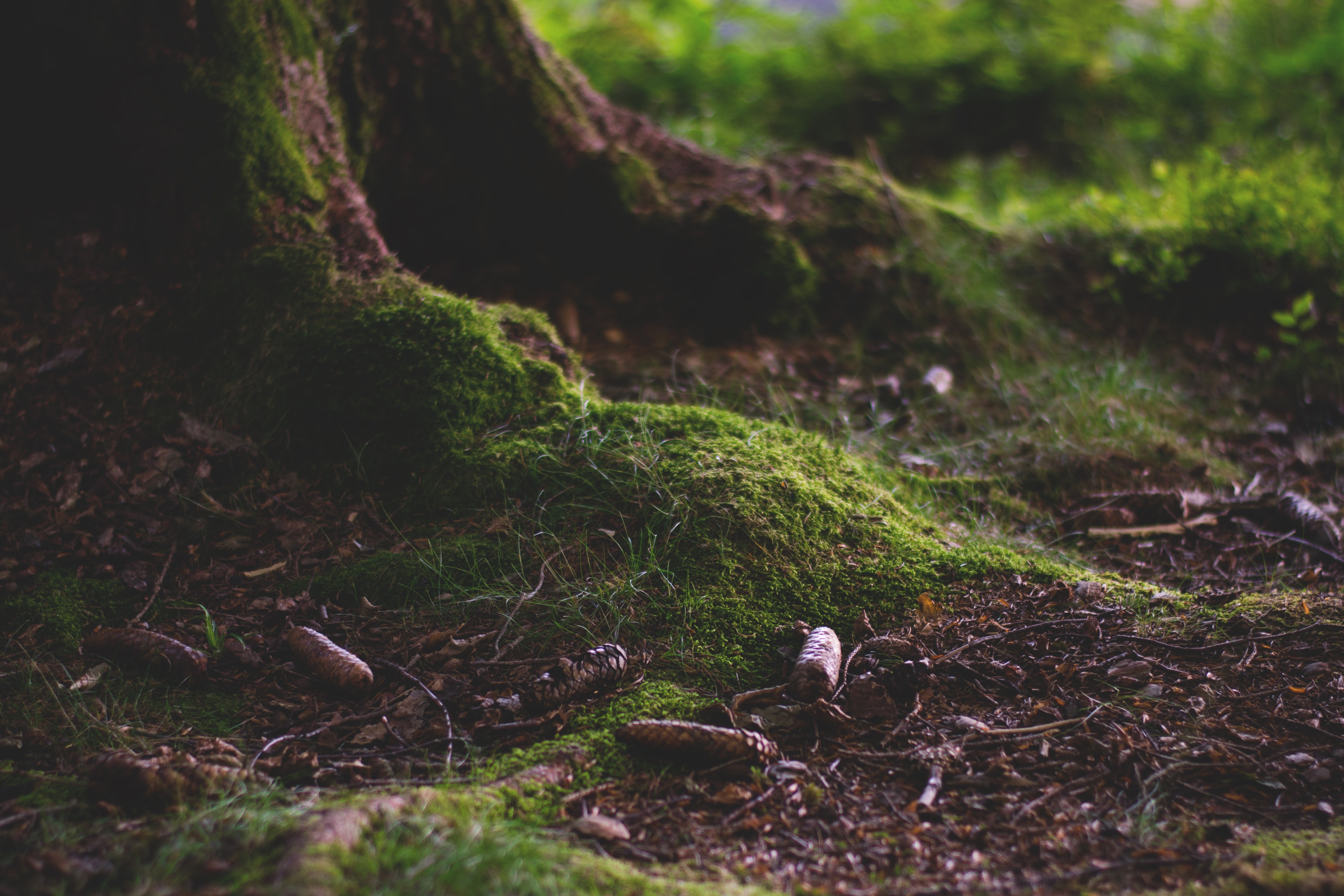Forest, Forest Floor, Moss, Nature, nature, forest