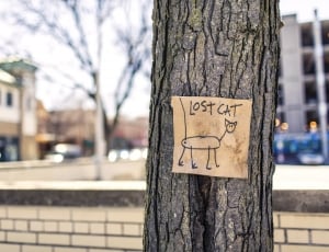 Sign, Tree, Fun, Art, Lost Cat, tree trunk, tree thumbnail